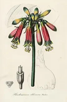Dubia: Phaedranassa dubia