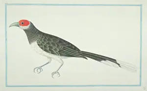 1710 1789: Phaenicophaeus pyrrhocephalus, red-faced malkoha