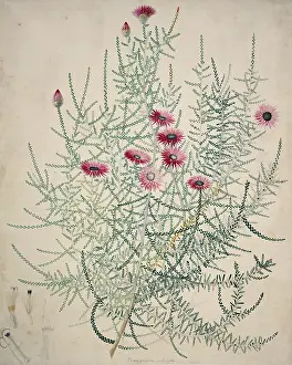 Everlasting: Phaenocoma prolifera, everlasting