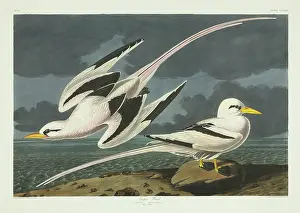 Tropicbird: Phaethon lepturus, white-tailed tropicbird