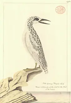 Red Tailed: Phaethon rubricauda, red-tailed tropicbird