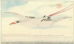 Streamer: Phaethon rubricauda, red-tailed tropicbird