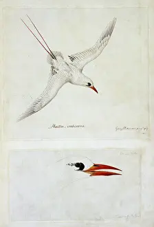 Endeavour: Phaethon rubricauda, red-tailed tropicbird