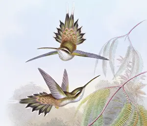 Trochilidae: Phaethornis anthophilus, pale-bellied hermit