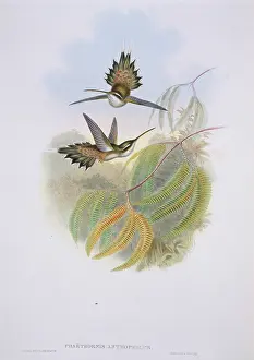 Trochilidae: Phaethornis anthophilus, pale-bellied hermit