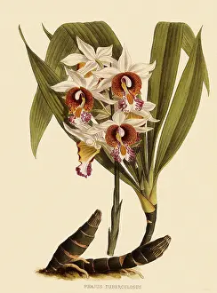 Nugent: Phaius Tuberculosus