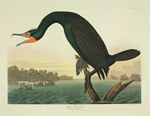Auritus: Phalacrocorax auritus, double-crested cormorant