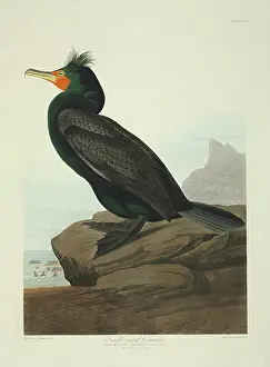 Auritus: Phalacrocorax auritus, double-crested cormorant