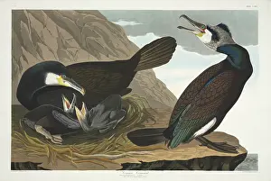 Phalacrocorax: Phalacrocorax carbo, great cormorant