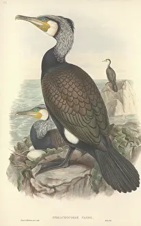 Webbed: Phalacrocorax carbo, great cormorant