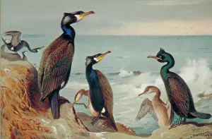 Throat: Phalacrocorax carbo, great cormorant, Phalacrocorax aristote