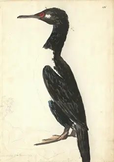 Phalacrocorax: Phalacrocorax magellanicus, rock shag