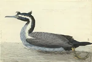 Phalacrocorax: Phalacrocorax punctatus, spotted shag