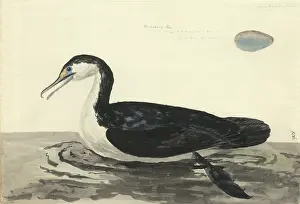 Phalacrocorax varius, pied cormorant