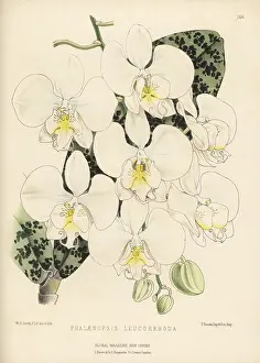 Worthington George Smith: Phalaenopsis E' leucorrhoda orchid