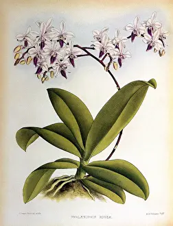Nugent: Phalaenopsis Rosea