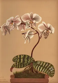 Phalaenopsis: Phalaenopsis schilleriana orchid