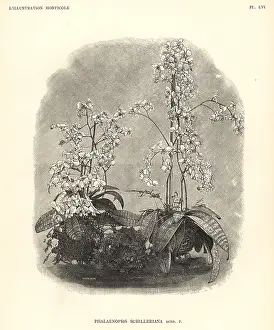 Phalaenopsis: Phalaenopsis schilleriana orchid