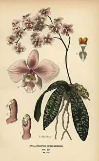 Herincq: Phalaenopsis schilleriana orchid
