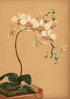 Phalaenopsis: Phalaenopsis stuartiana orchid