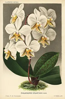 Horticole: Phalaenopsis stuartiana orchid