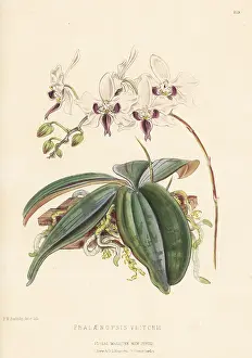 Kings Road: Phalaenopsis veitchii orchid
