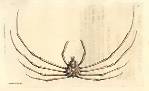 Leach: Phalangipus indicus crab