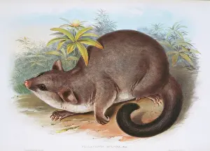 Marsupialia: Phalangista rulpin, possum