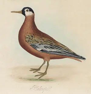 Phalarope: PHALAROPE BIRD
