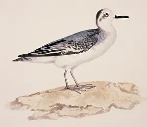 Macgillivray: Phalaropus fulicarius, grey phalarope