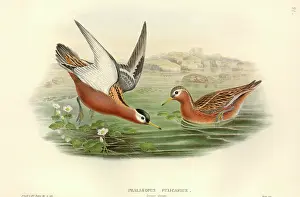 Phalarope: Phalaropus fulicarius, grey phalarope