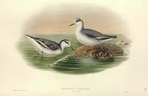 Phalarope: Phalaropus fulicarius, grey phalarope