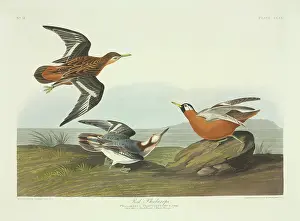 Phalarope: Phalaropus fulicarius, red phalarope