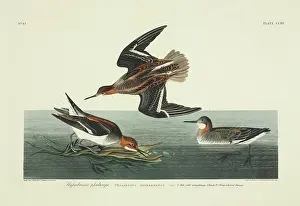 Necked: Phalaropus lobatus, red-necked phalarope