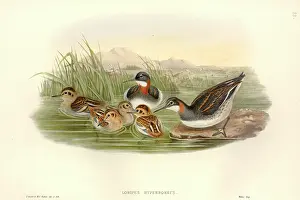 Necked: Phalaropus lobatus, red-necked phalarope
