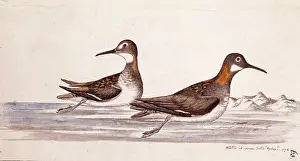 Locomotion: Phalaropus lobatus, red-necked phalarope