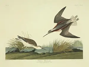 Tricolor: Phalaropus tricolor, Wilson's phalarope
