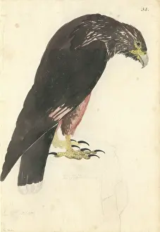 Falconidae: Phalcoboenus australis, striated caracara