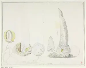 Dionysius: Phallus impudicus, George Dionysus Ehret