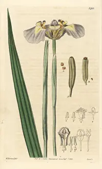Coelestis: Phalocallis coelestis
