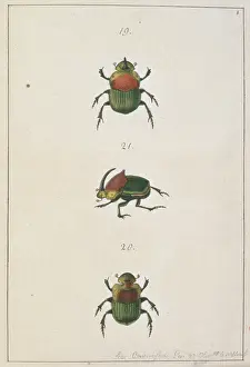 Tumble: Phanaeus vindex (Macleay), dung beetle
