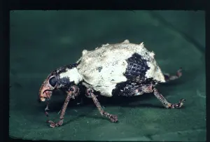 Candidus: Phaodropus candidus, South American weevil