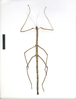 Phasmid: Pharnacia kirbyi, stick insect