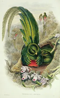 Resplendent: Pharomacrus mocinno, resplendent quetzal