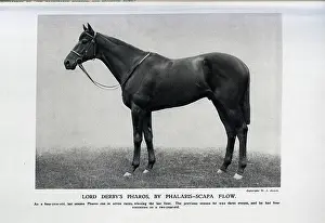 Thoroughbreds: Pharos, the Racehorse