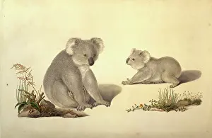 Flinders: Phascolarctos cinereus, koala