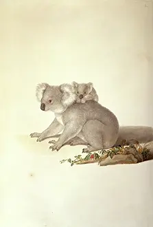 Flinders: Phascolarctos cinereus, koala
