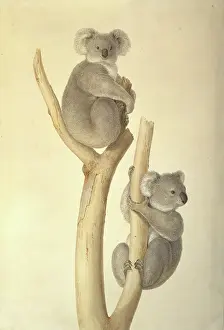 Flinders: Phascolarctos cinereus, koala