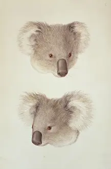 Flinders: Phascolarctos cinereus, koala