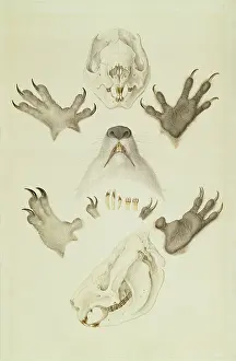 Ventral: Phascolarctos cinereus, koala